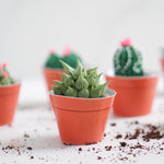 Load image into Gallery viewer, Succulent Cupcakes